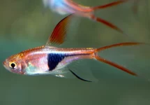 HARLEQUIN RASBORA LONG FIN