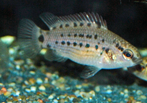 BADIS ASSAMENSIS