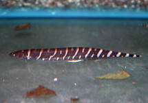 ZEBRA MESVIS