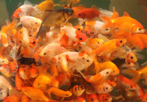 GOLDFISH WAKIN MIXED