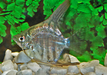 SCALAIRE ZÉBRÉ