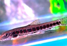ERROMYZON KALOTAENIA L