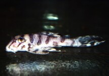 L236 SW CLOWN PLECO