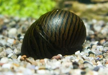 ZEBRASLAK