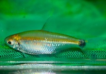 SAO PAULO TETRA