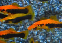 ZWAARDDRAGER ROOD TUXEDO