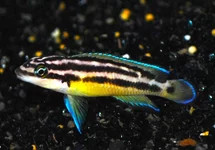 GOUDEN TANGANYIKA CICHLIDE