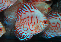 S. AEQUIFASCIATUS WHITE TIGER S