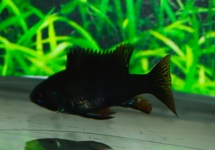 RAMIREZI NOIR