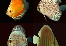 DISCUS ASSORTIS