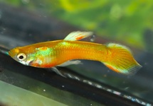 ENDLER GUPPY  DORÉ (MÂLE)
