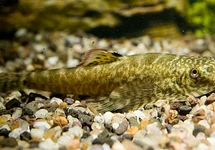 PSEUDOGASTROMYZON MYERSI L