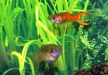 ENDLER GUP RED SCARLET MAN