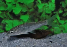 GOLDEN MAHSEER AZIE