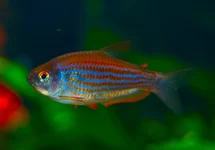 INPAICHTHYS PARAUAPIRANGA M