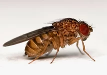 DROSOPHILA HYDEI/ FRUITVLIEG S