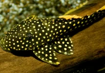L018 BARYANCISTRUS XANTHELLUS M/L