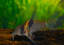 CORYDORAS (HOPLISOMA) SP. C154
