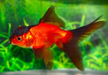 TÊTE DE LION ROUGE/NOIR